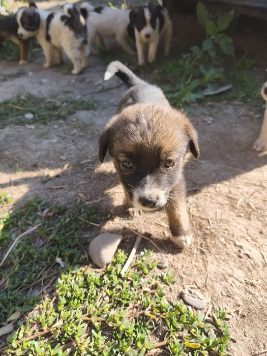 Cățeluși pentru adopție