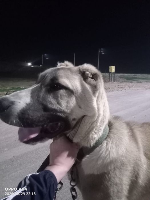 Собака породы Алабай