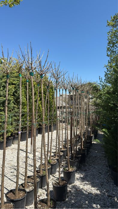 Vand plante ornamentale calitate extra