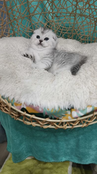 Продаётся чистокровный шотландских котёнок скоттиш-фолд