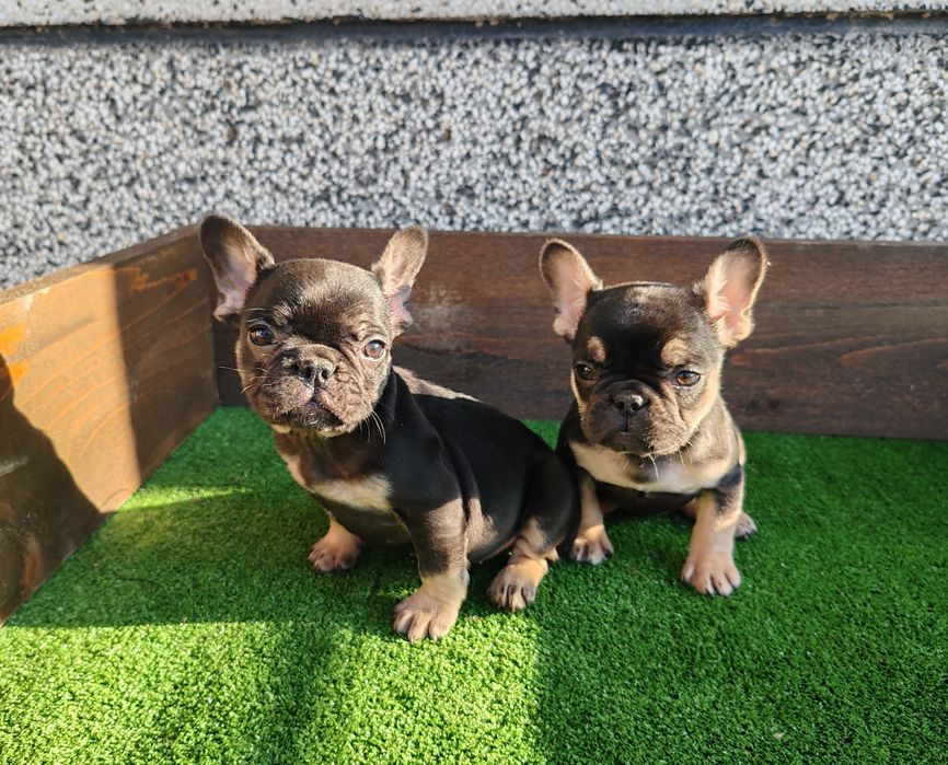 Френски   булдог