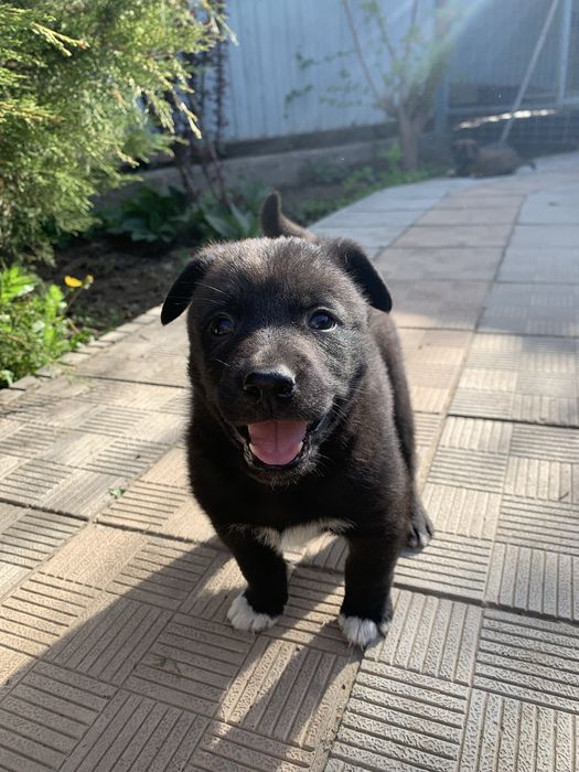 щенята ищут дом!