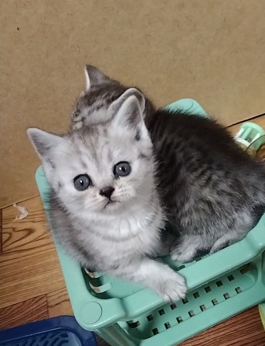 Шотландские Скоттиш страйт.