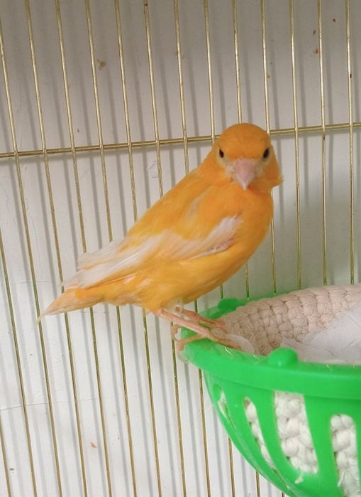 Kanareka savzi rang moda bez petno sotladi