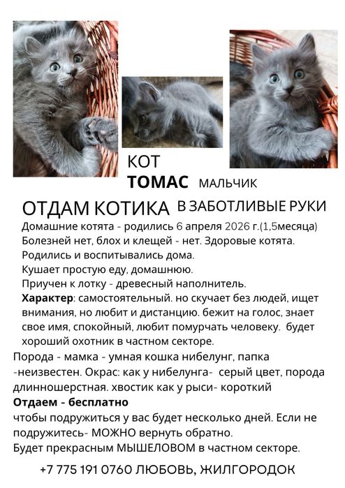 Отдаю умных котят