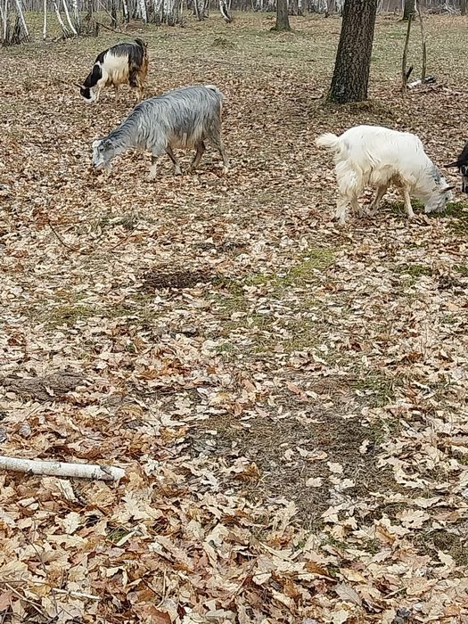 Capre cu iezi de vânzare. Pentru mai multe detali în privat