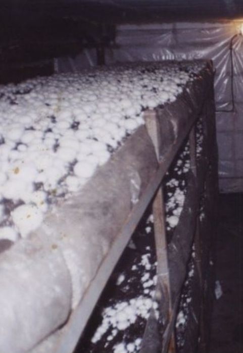 Шампиньоны продам