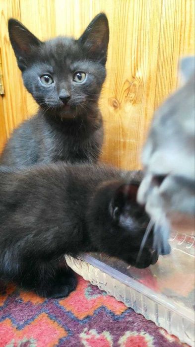 Котята ищут дом.