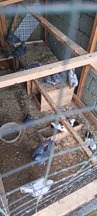 Kabutar opwi 500min 10 dona