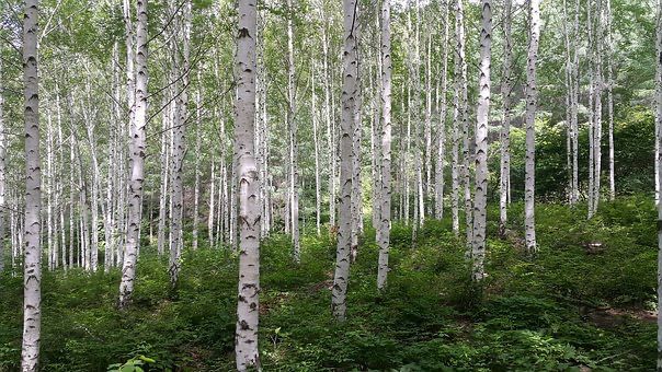 Lat betula берёза
