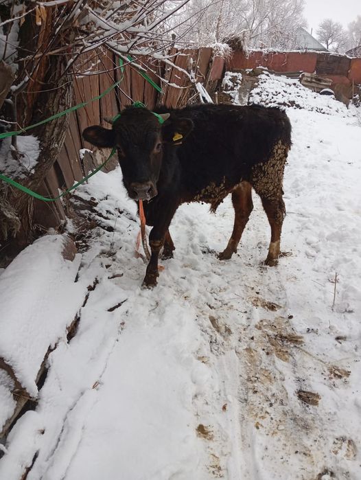 Продам бычка село Кайназар