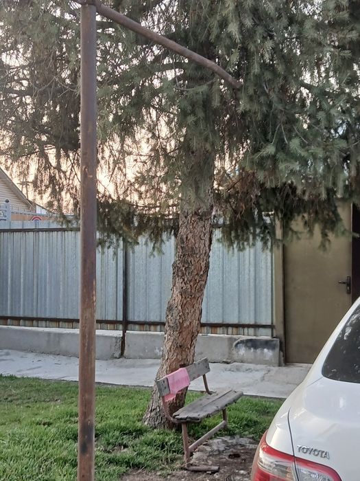 Деревья надо спилить и забрать