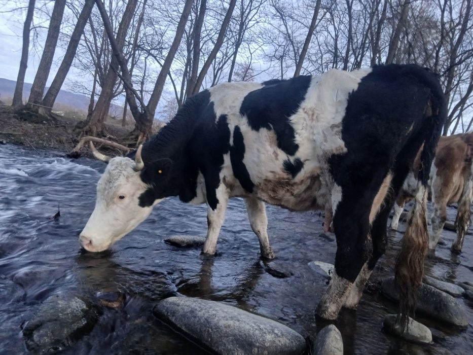 Vand vaci cu vitei