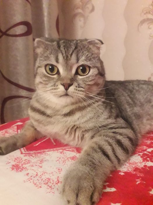 Ищем новый дом для любимого кота.