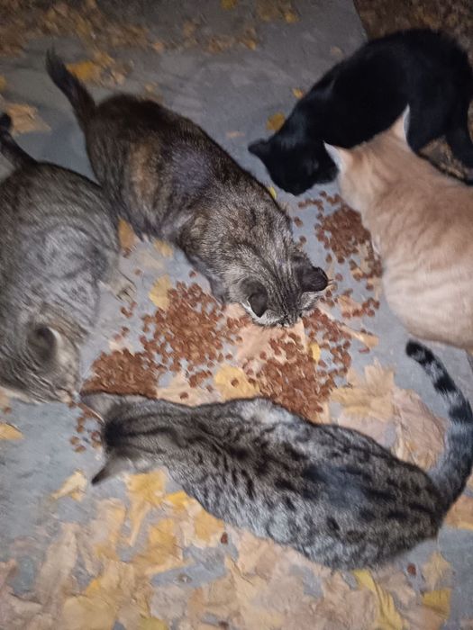 Chiroyli aqlli yoqimtoy mushukchalar hadyaga beriladi