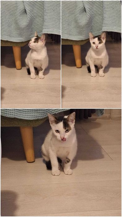 Подарявам малко коте