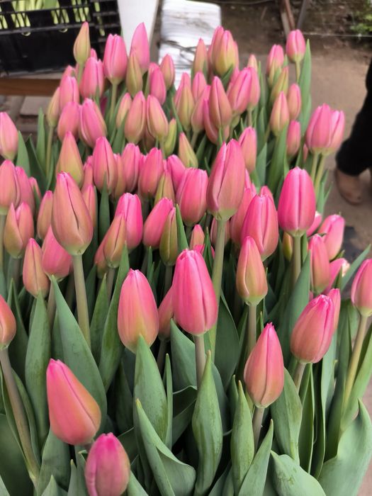 Тюльпаны местные 650т.