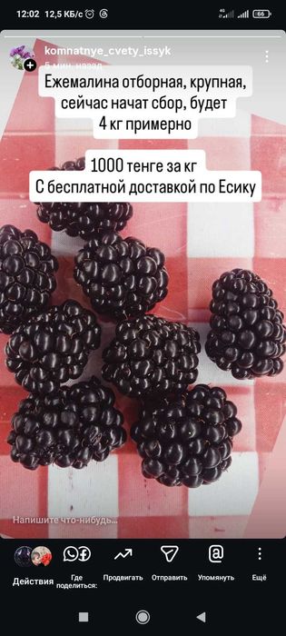 Продам ягода ежемалина