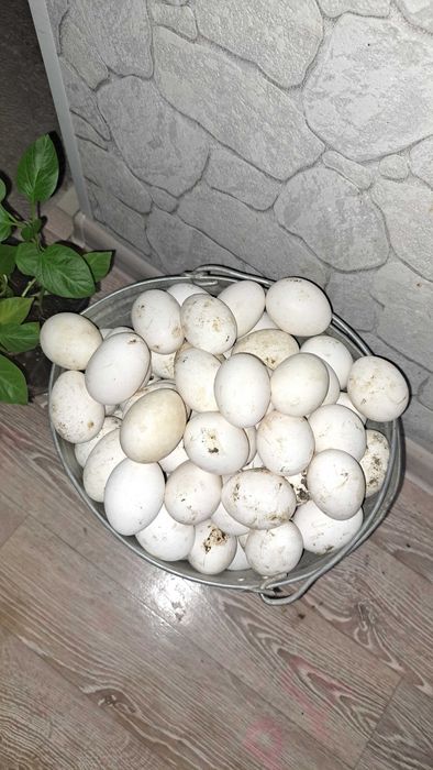 Куры несушки Хайсекс