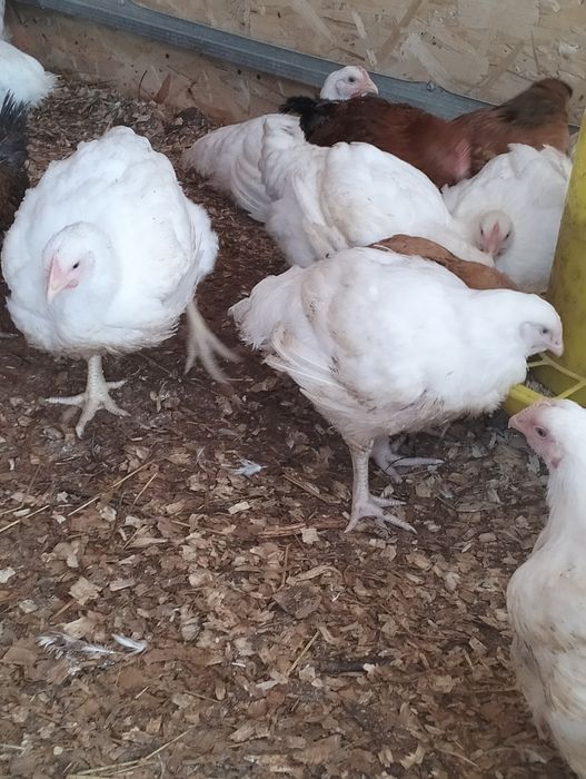 Цыплята бройлеры