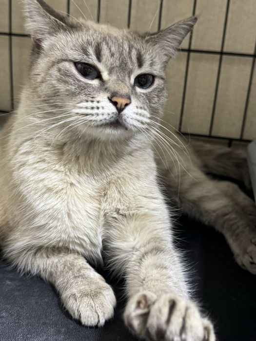 Ищет дом красивая кошечка