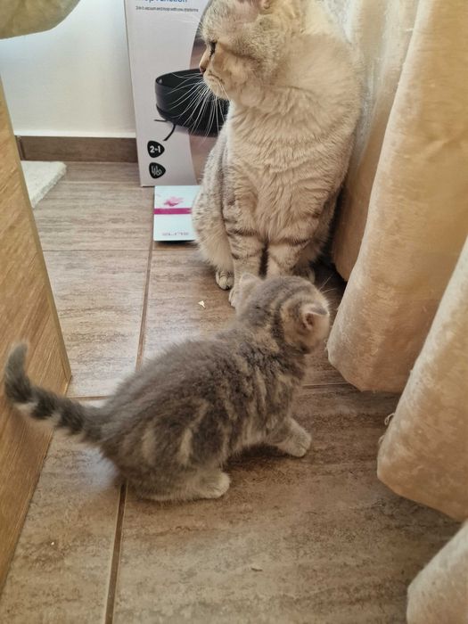 Британски котета - коте