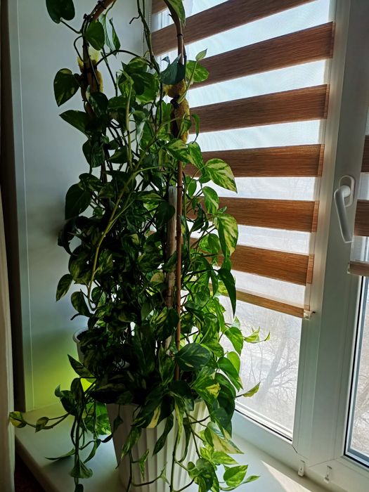 Продам комнатное растения