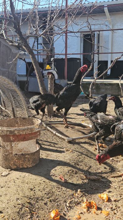 Дакан қораз корейский