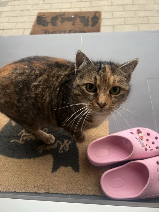 Donez pisica sterizilata fetita