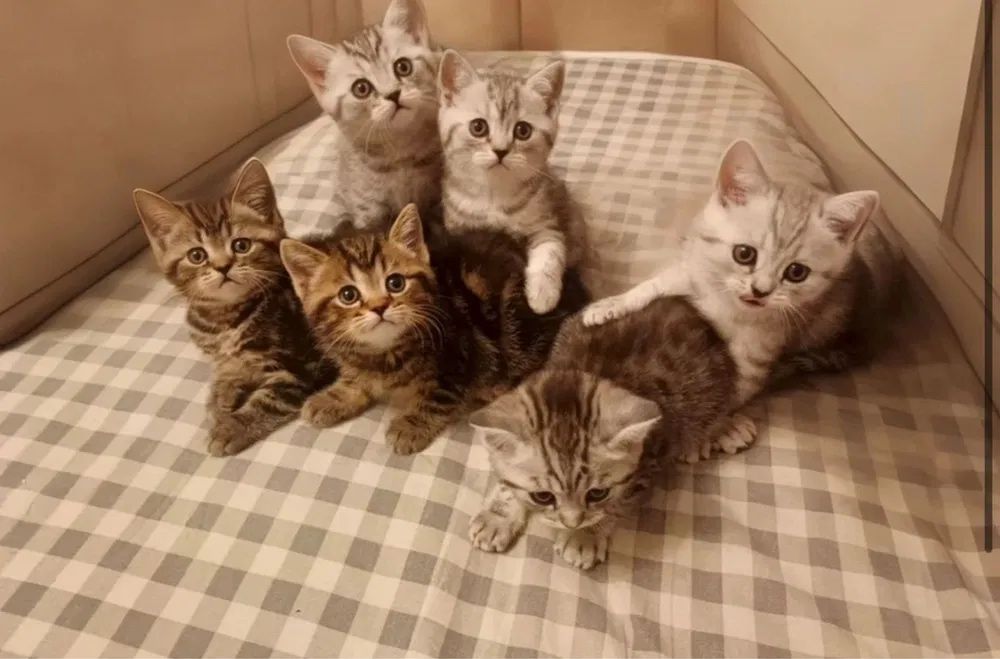 Шотландские котятки