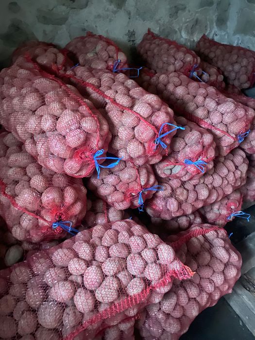 Cartof consum Bellarosa