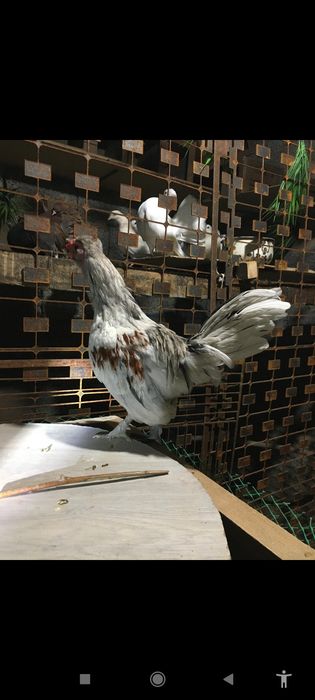 Японский кораздар сатылады