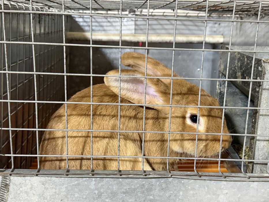 Куен  кролики сотилади