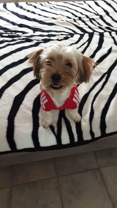 Cazare animale de companie