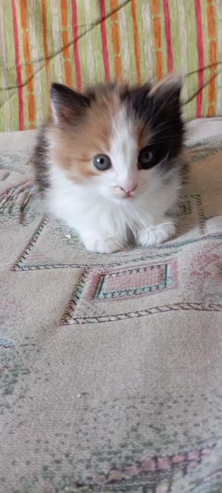 Отдам котенка девочка