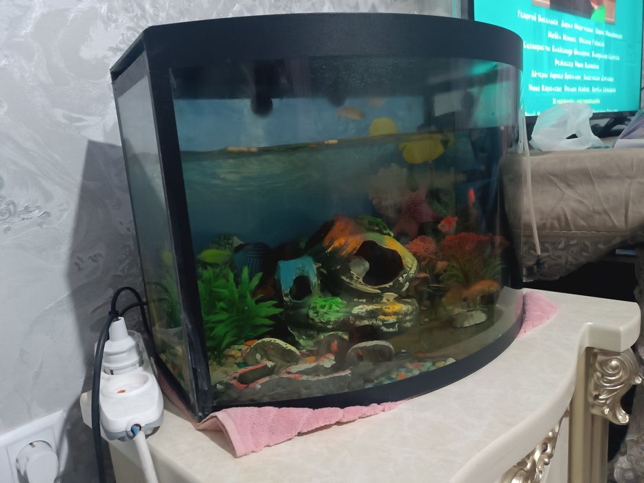 Akvarium baliqlari bilan