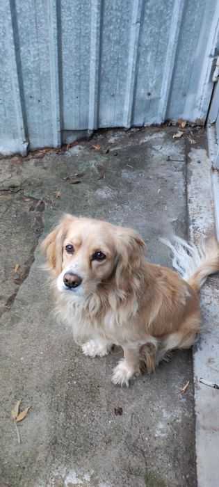 Пропала собака Спаниель Турксибский район