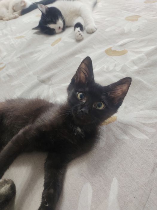 Отдам котенка в добрые руки