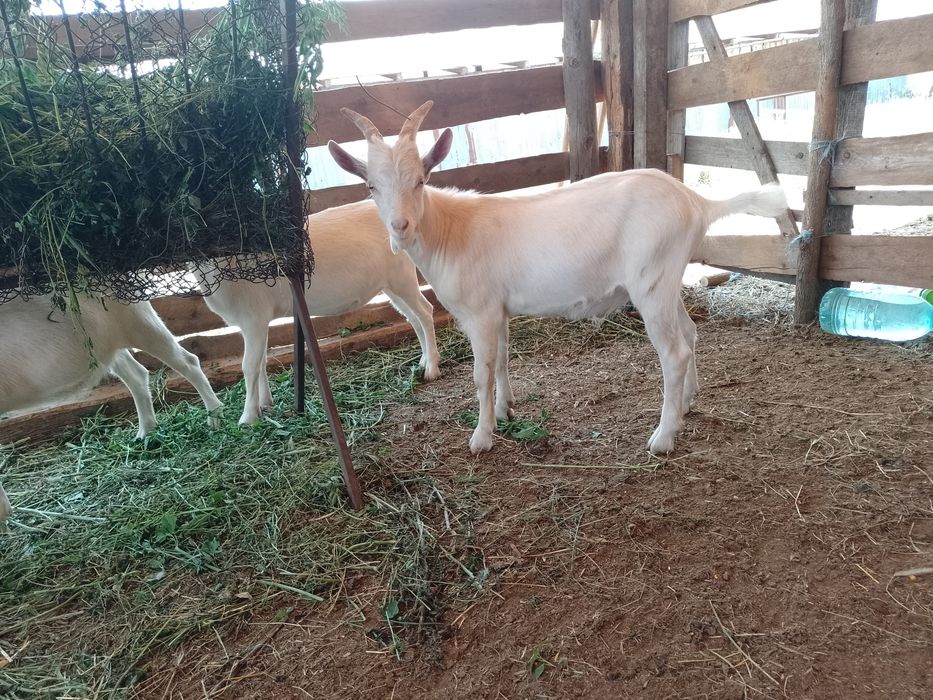 Vând ied metis pentru împerechere