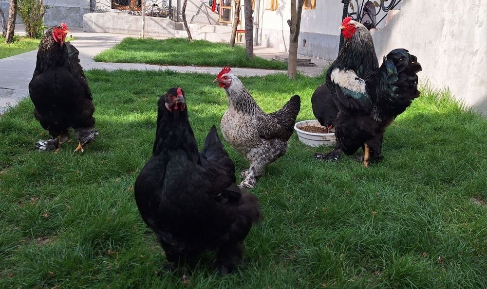 Brama xo'roz tovuqlar