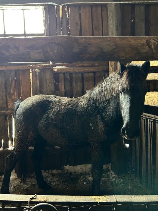 Құнандар сатам семіртілген