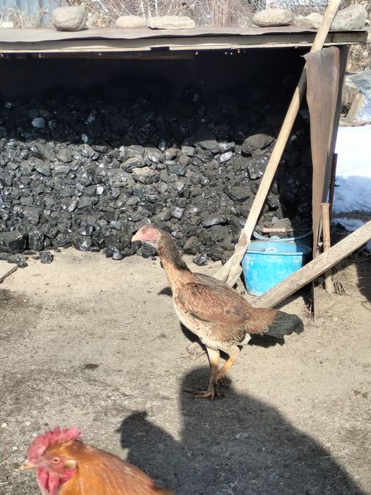 Дакан тауықтар ...