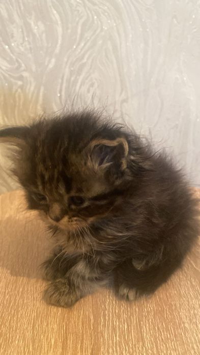 Породистые котята