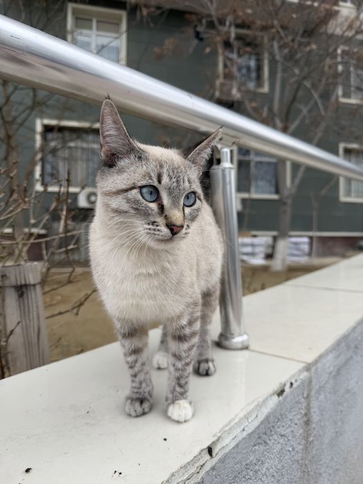 Кошечка в добрые руки!