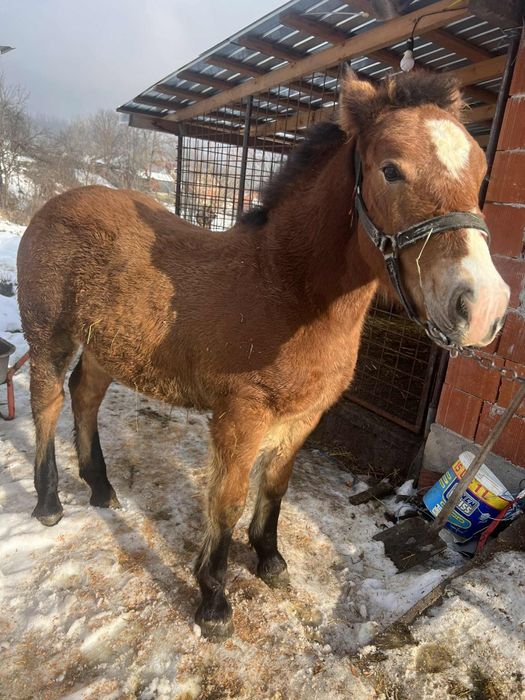 Vând mânz de 5 luni