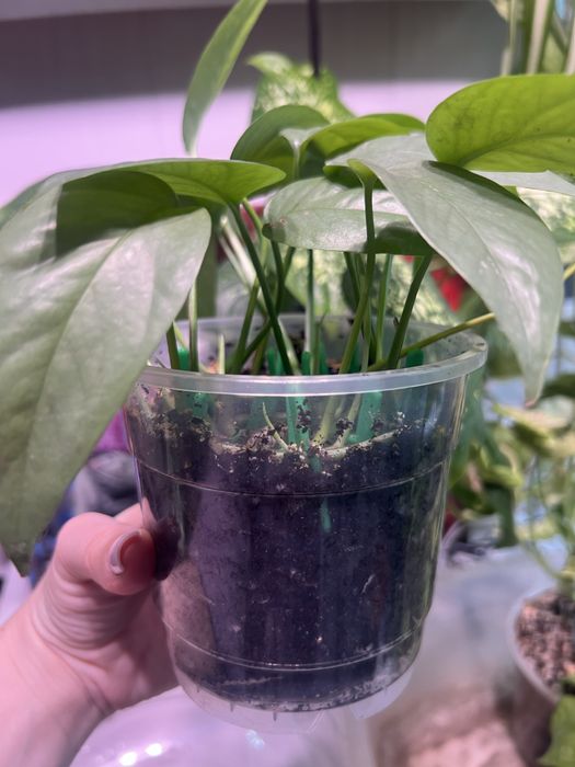 Эпипремнум Манжула, Себублю