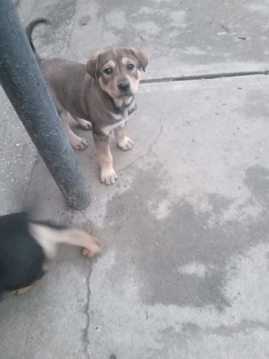 Donez  patru pui de catel