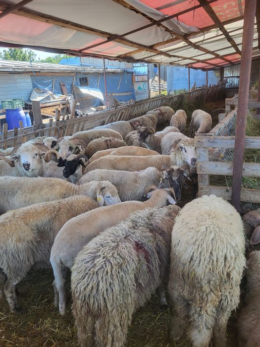 Vând oi tinere cu miei