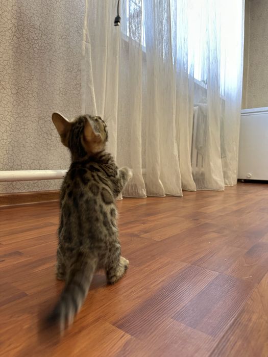 Котенок бенгальский 2 мес с родословной