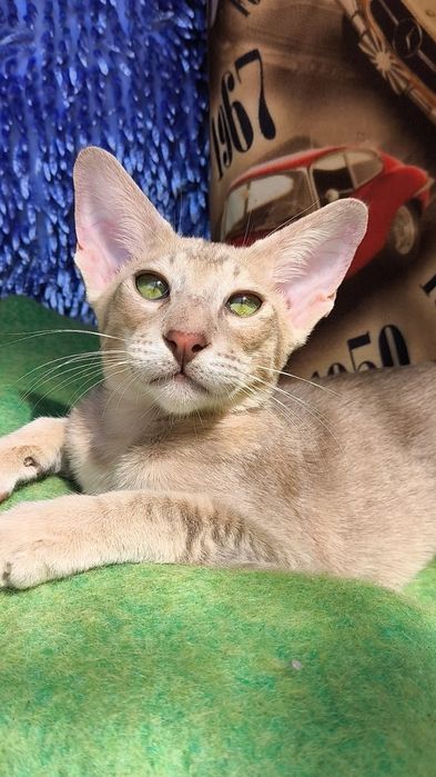 ОРИЕНТАЛЫ . Котята, Питомник